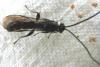 Metopius sp.